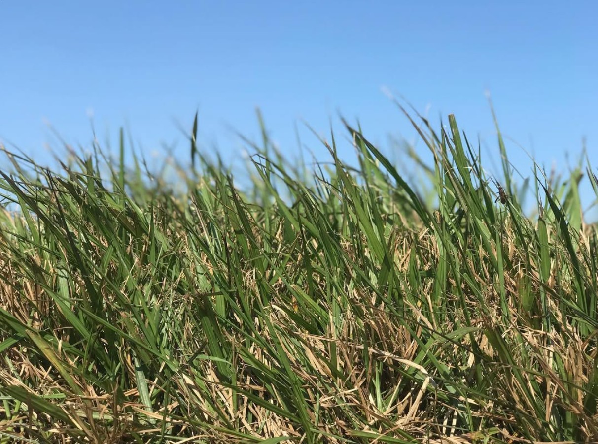 Argentine Bahia sod used as a visual stand-in for Pensacola Bahia