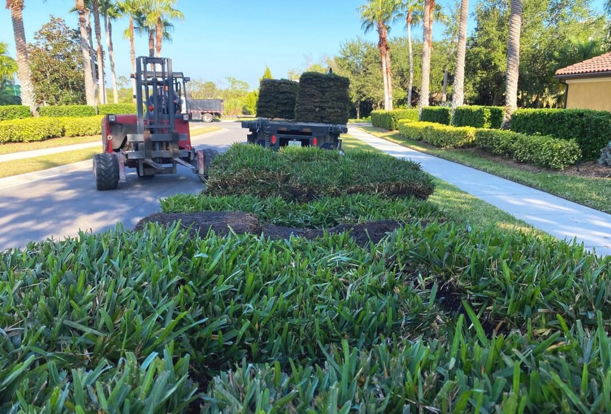 CitraBlue® St. Augustine from AgriScape