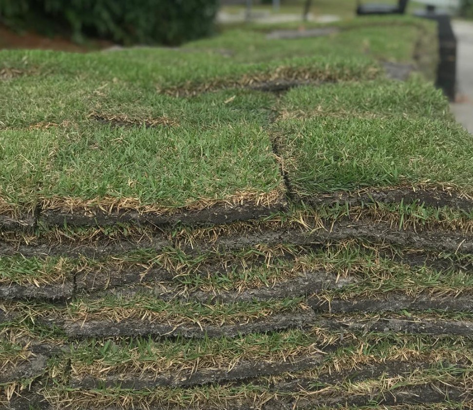 Icon® Zoysia from AgriScape