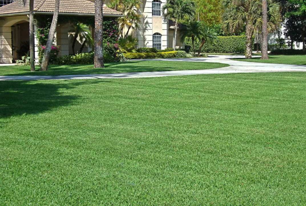 Seville St. Augustine from AgriScape